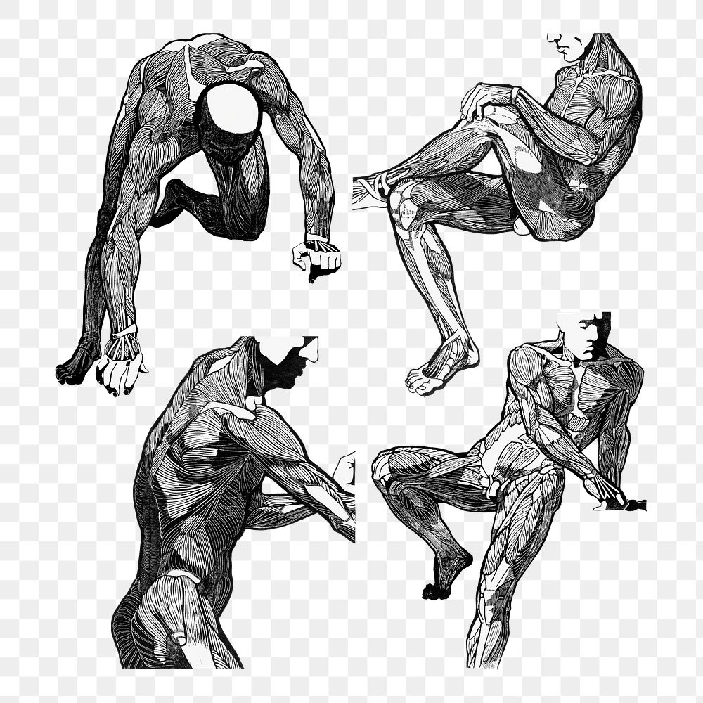 Man's muscles png human anatomy set, remixed from artworks by Reijer Stolk