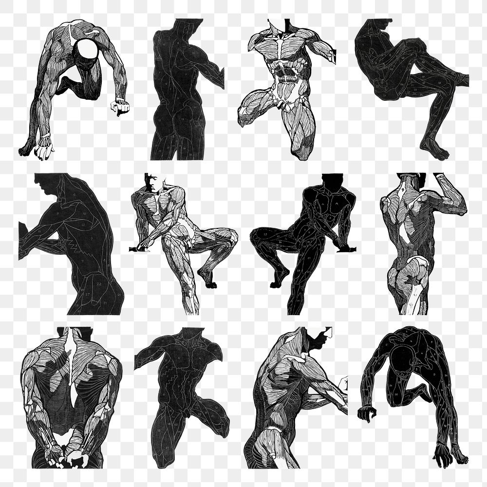 Man's muscles png human anatomy set, remixed from artworks by Reijer Stolk
