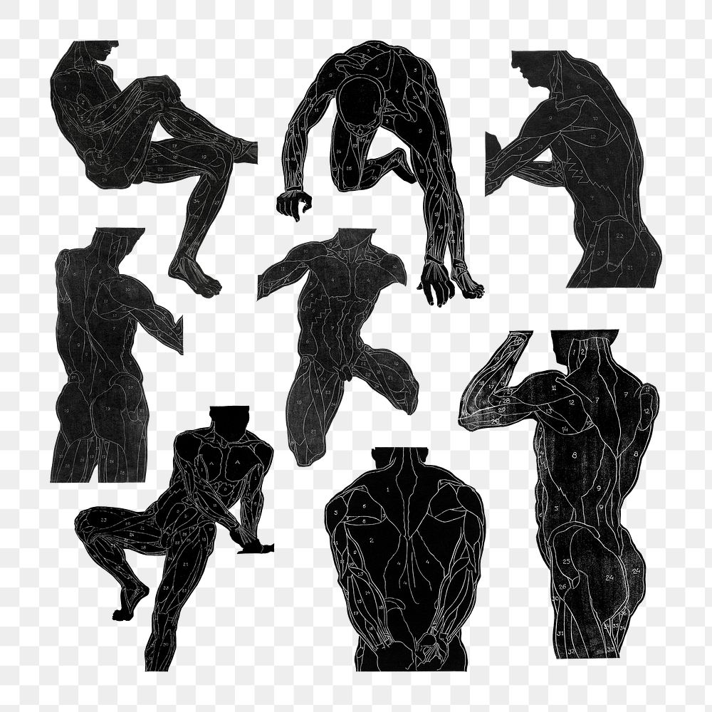 Human anatomy png in silhouette sticker set, remixed from artworks by Reijer Stolk