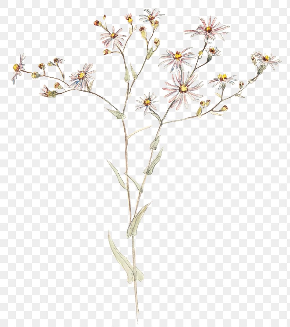 Flower png vintage in hand drawn meadow flowers, remixed from artworks by Samuel Colman