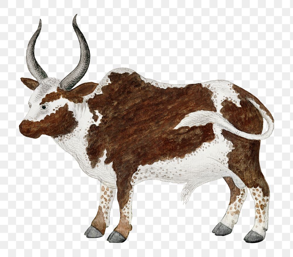 Namagua ox png vintage animal illustration, remixed from the artworks by Robert Jacob Gordon
