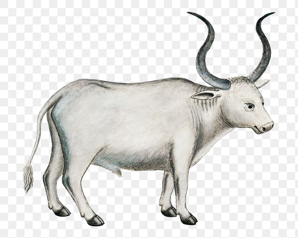 Cape ox png vintage animal illustration, remixed from the artworks by Robert Jacob Gordon