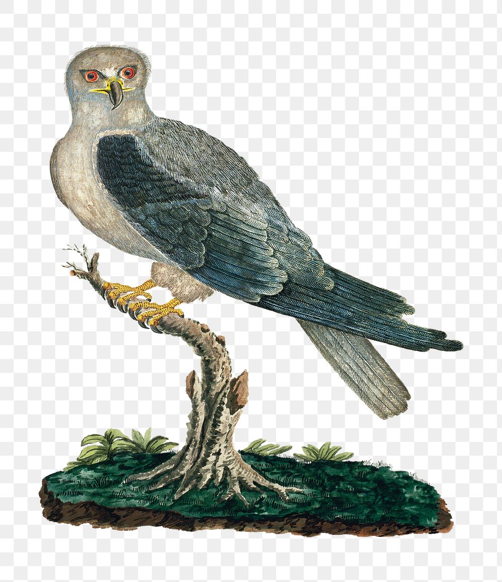 Black winged kite png vintage animal illustration, remixed from the artworks by Robert Jacob Gordon