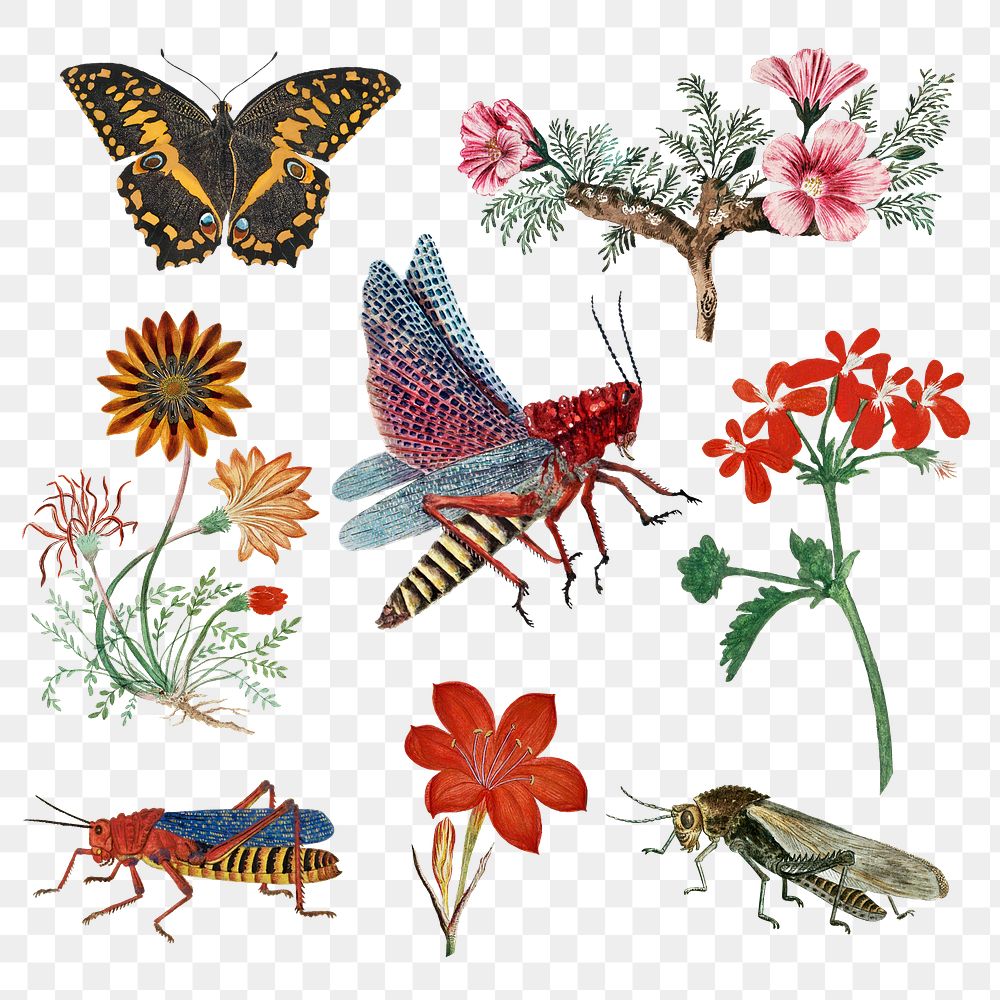 Insects and flowers png vintage nature illustration, remixed from the artworks by Robert Jacob Gordon