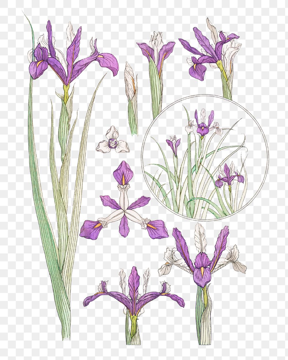 Vintage iris flower parts illustration transparent png