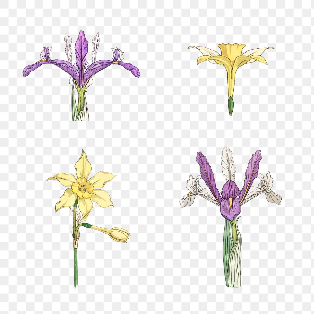 Vintage iris and jonquil flower set transparent png design element