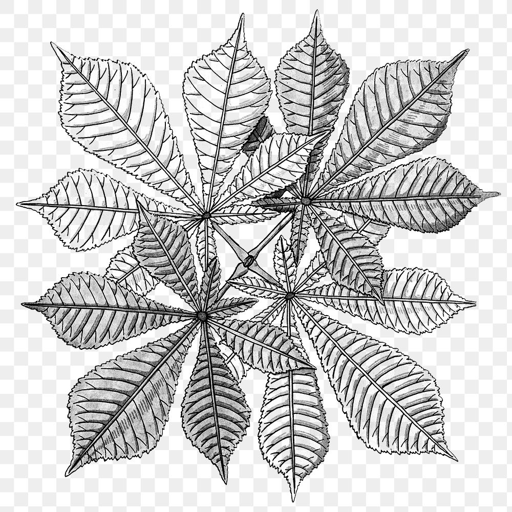 Black and white chestnut leaf transparent png design element