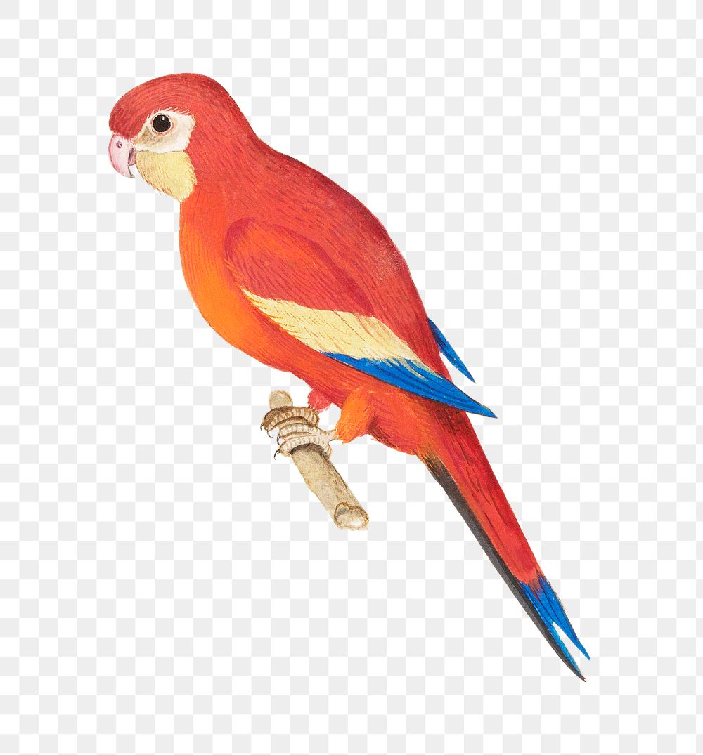 Vintage red parrot illustration