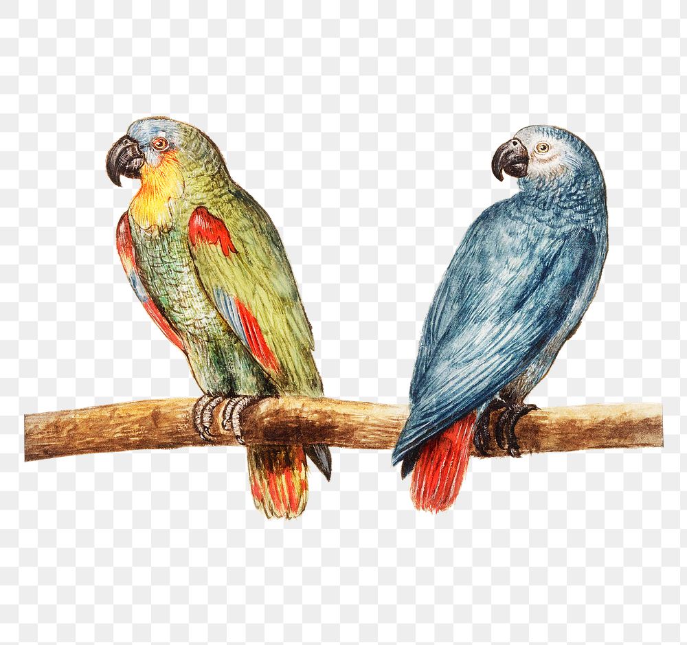 Vintage parrot and gray red tailed parrot illustration