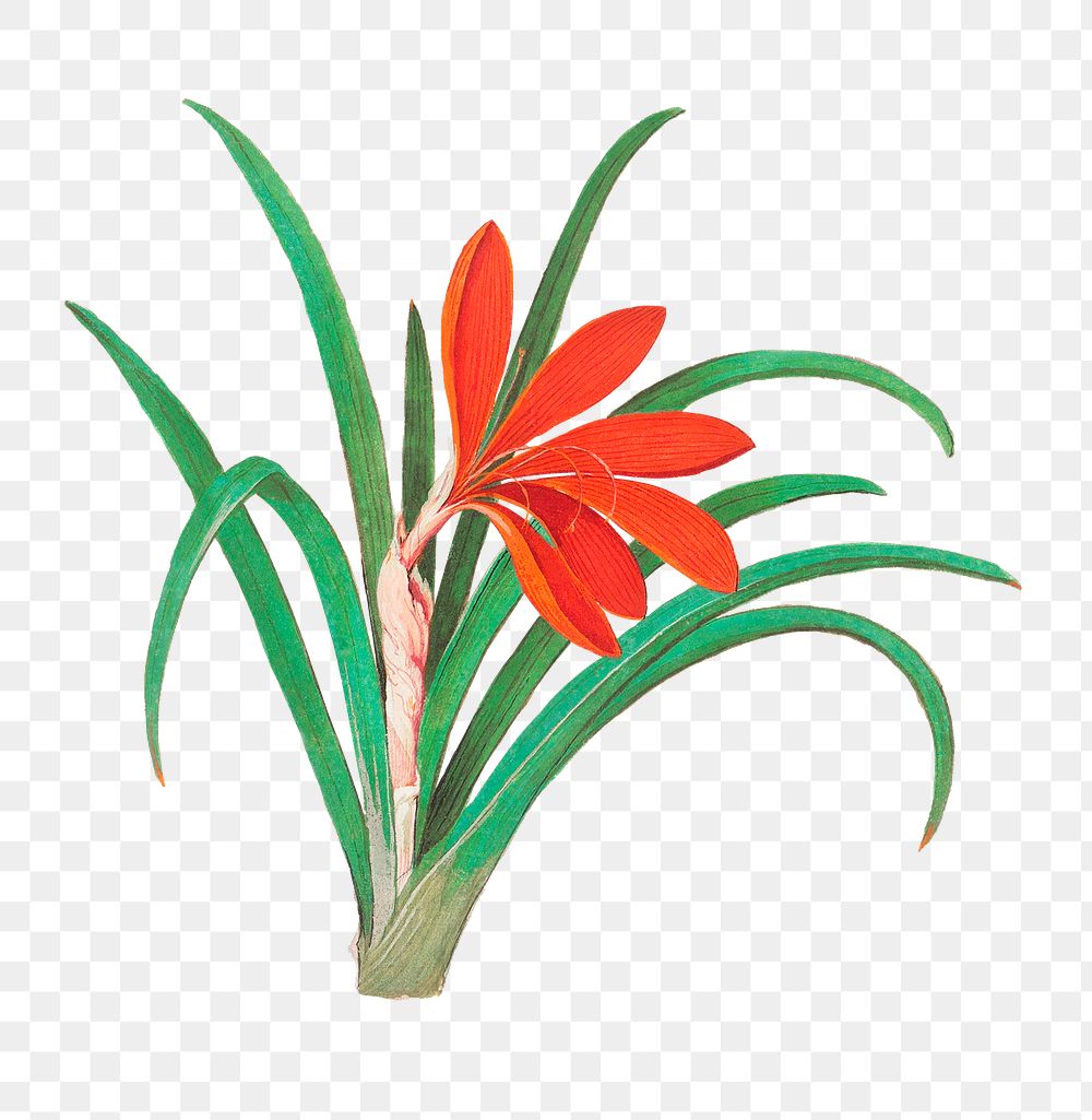 Vintage red crocus flower illustration
