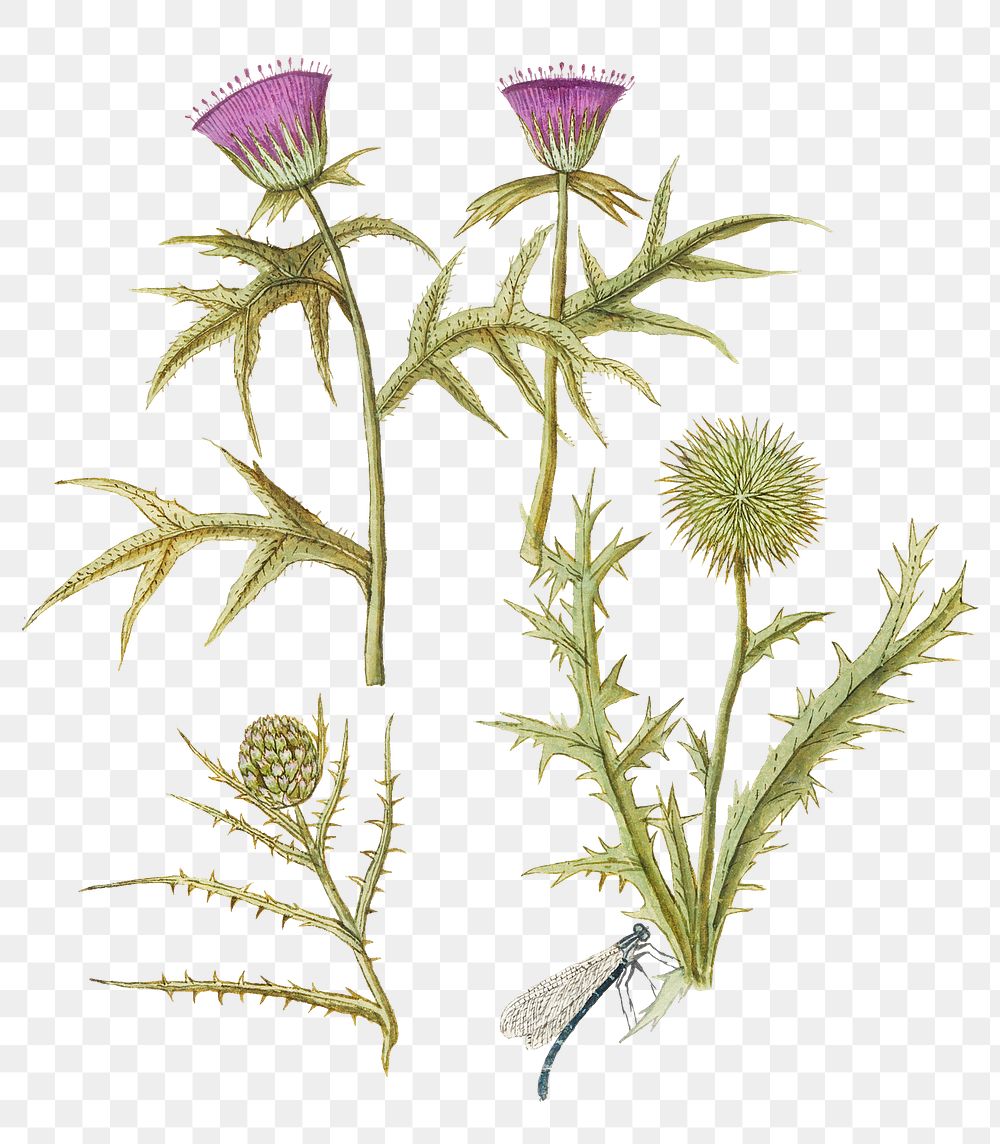 Vintage thistle and artichoke flower illustration