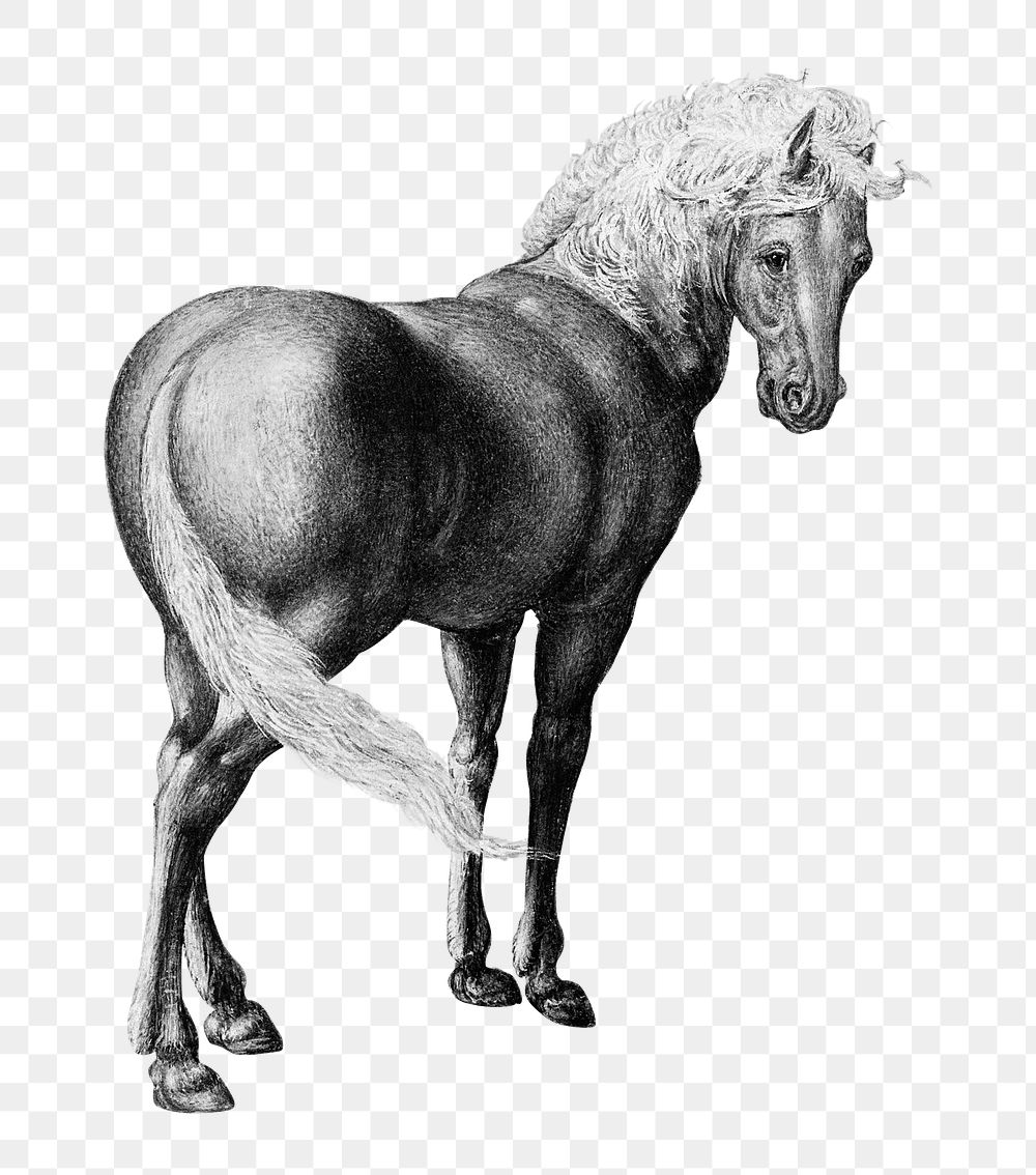 Vintage horse illustration
