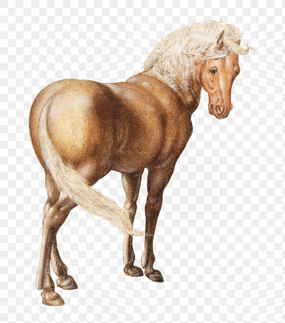 Vintage horse illustration