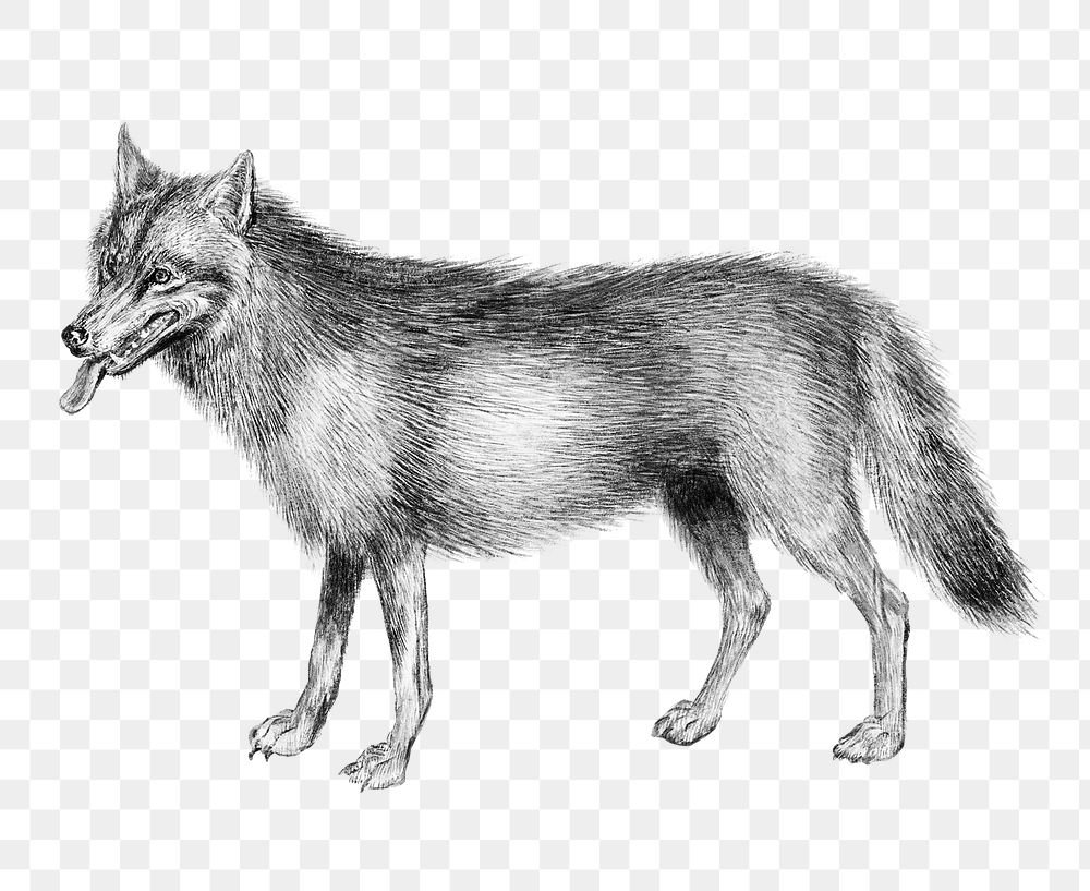 Vintage wolf illustration