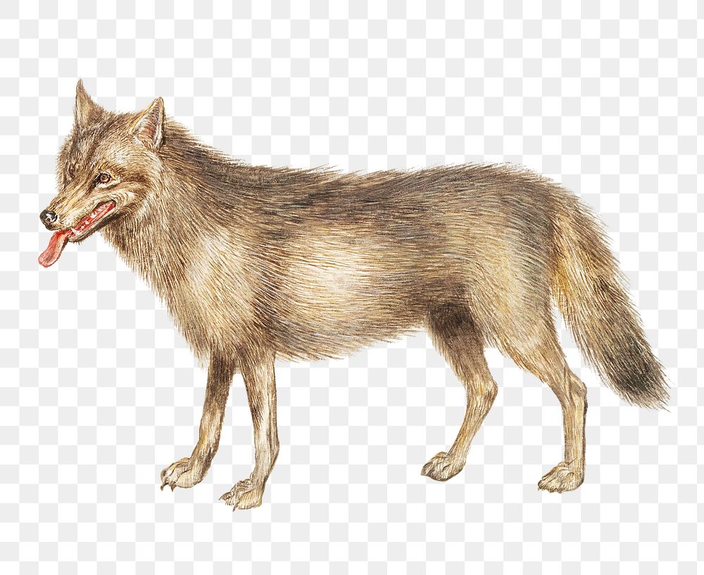 Vintage wolf illustration