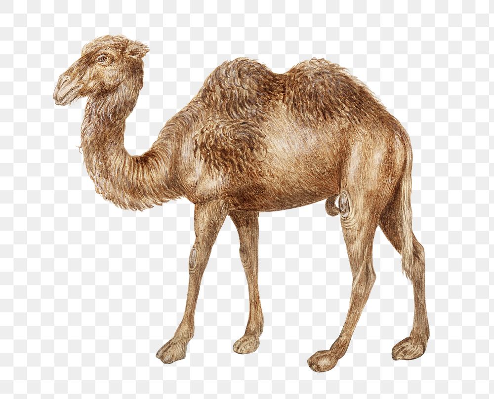 Vintage camel illustration