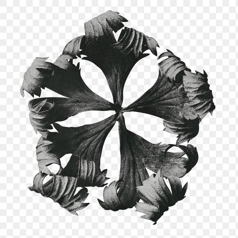 Trollius Europaeus (Globeflower) enlarged 5 times transparent png