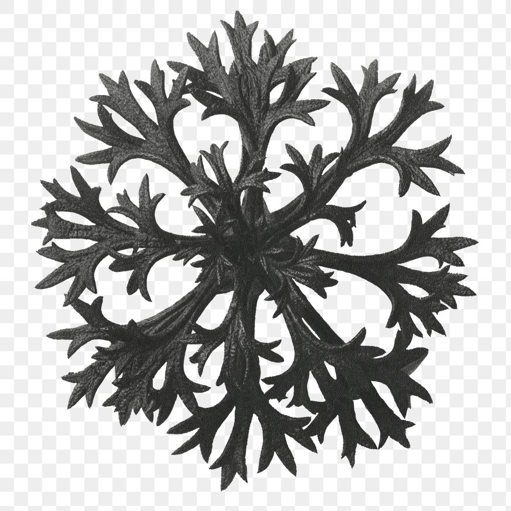 Saxifraga Willkommniana (Willkomm's Saxifrage) leaf enlarged 6 times transparent png