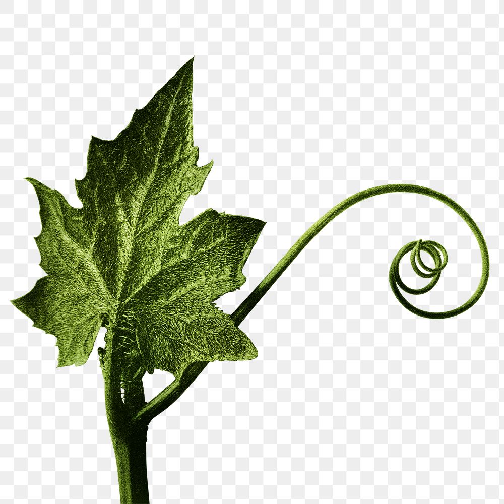 Bryonia Alba (White Bryony) enlarged 4 times transparent png