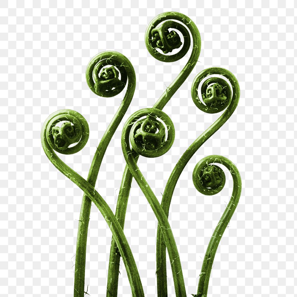 Adiantum pedatum (American Maiden-hair Fern) young fronds enlarged 8 times transparent png