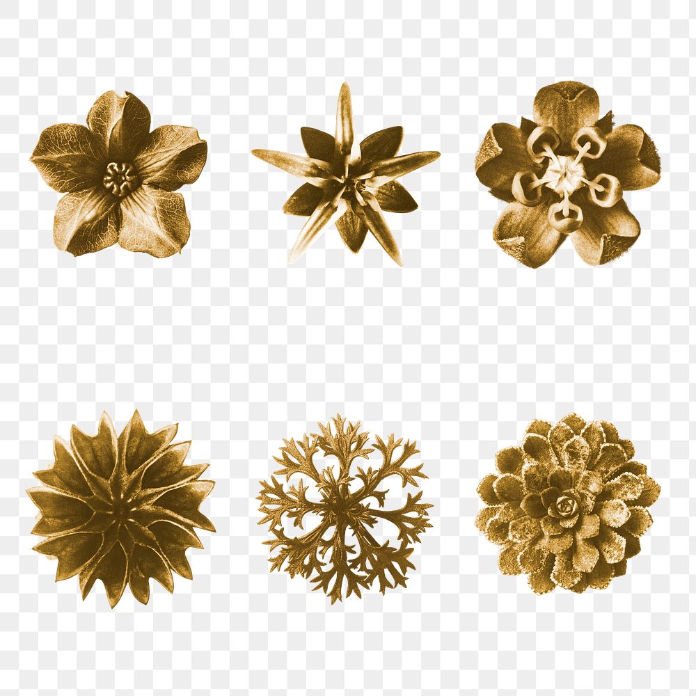 Gold monochrome flower photography set transparent png