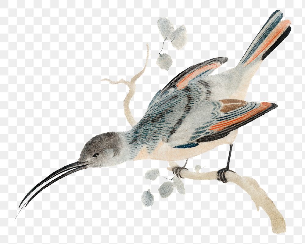Hummingbird png sticker vintage illustration