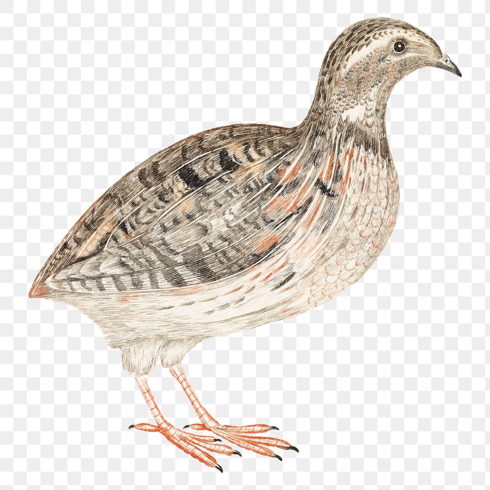Png quail bird sticker hand drawn illustration