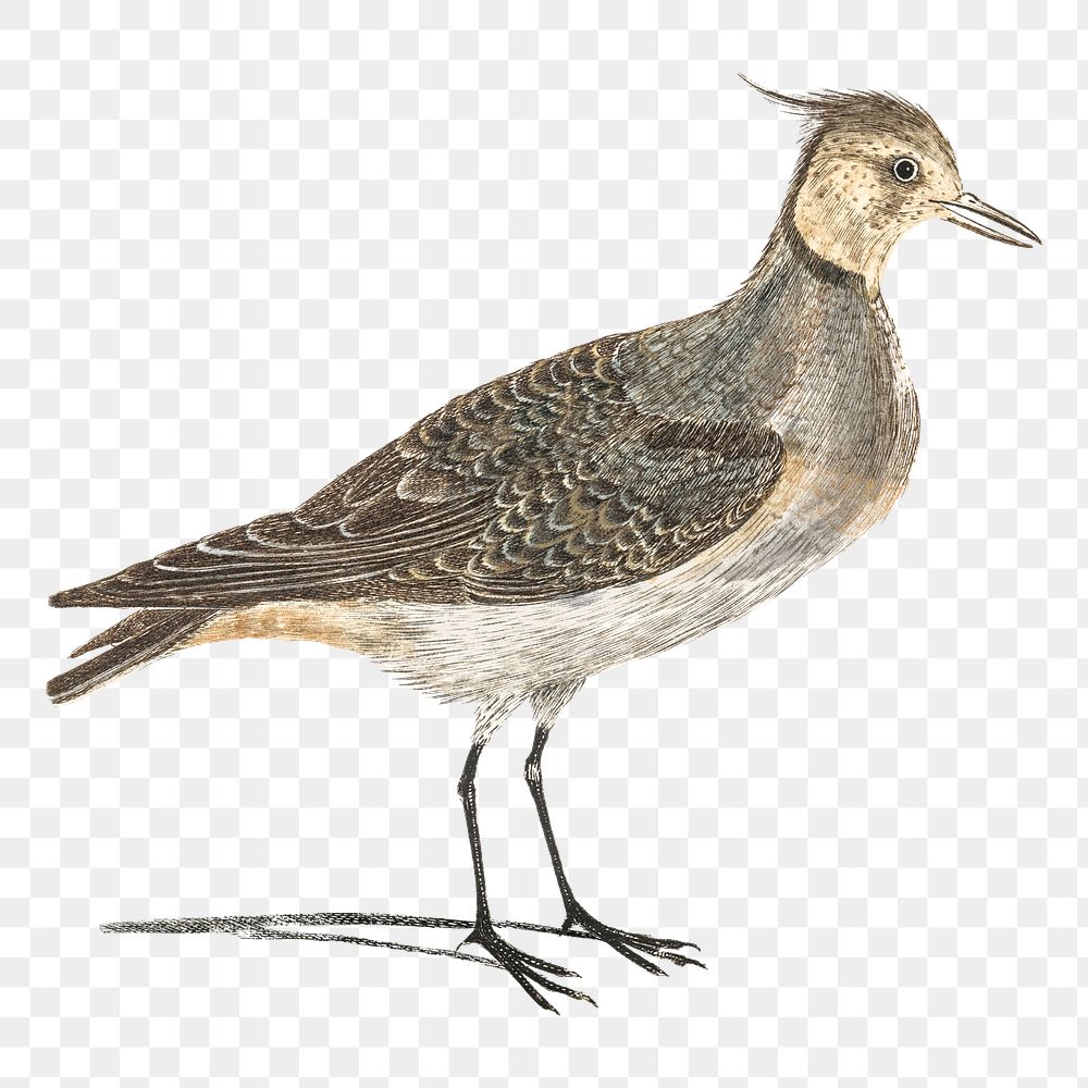 Lapwing png bird sticker vintage illustration