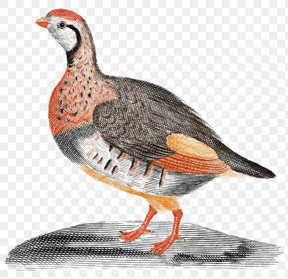Partridge png bird sticker vintage illustration