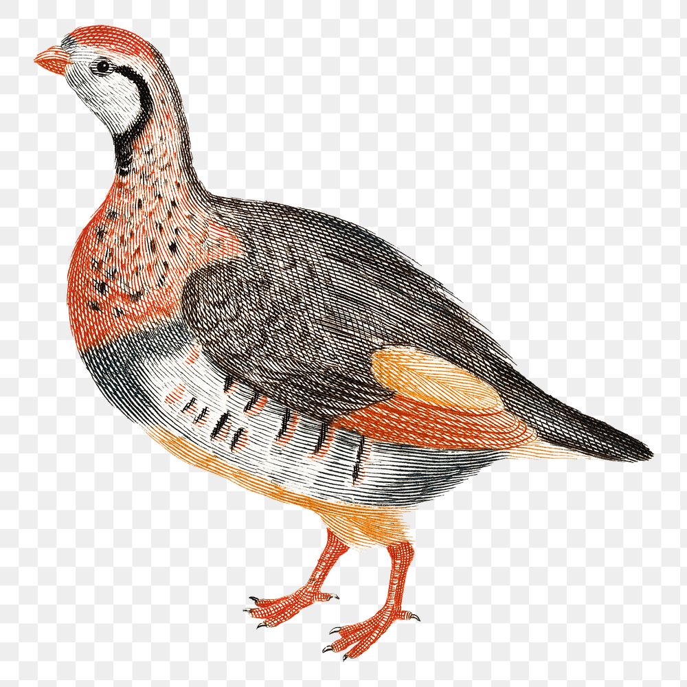 Png partridge bird sticker vintage illustration