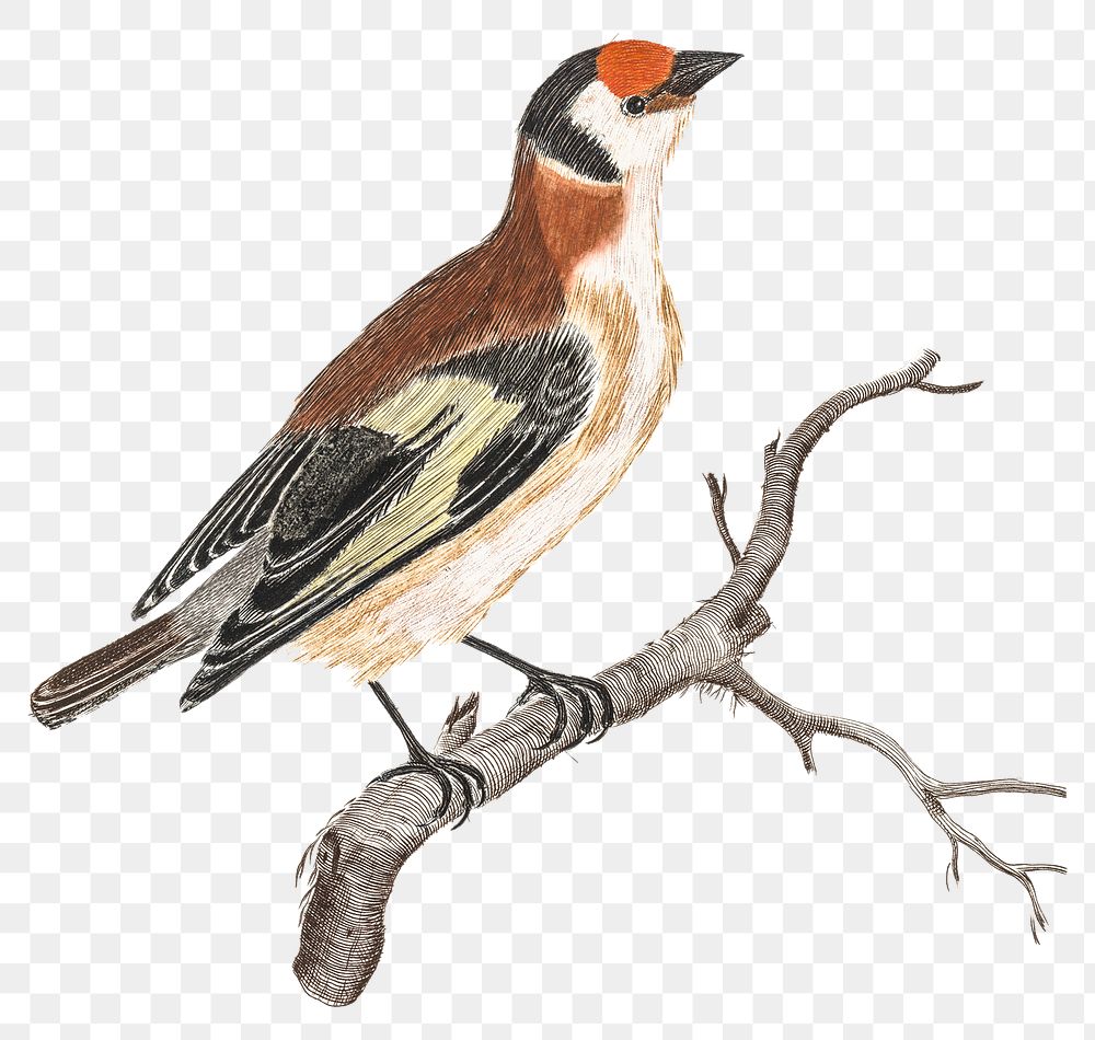 Goldfinch png bird sticker vintage illustration