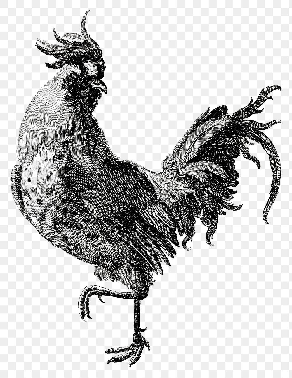 Vintage cock png chicken sticker monotone hand drawn illustration