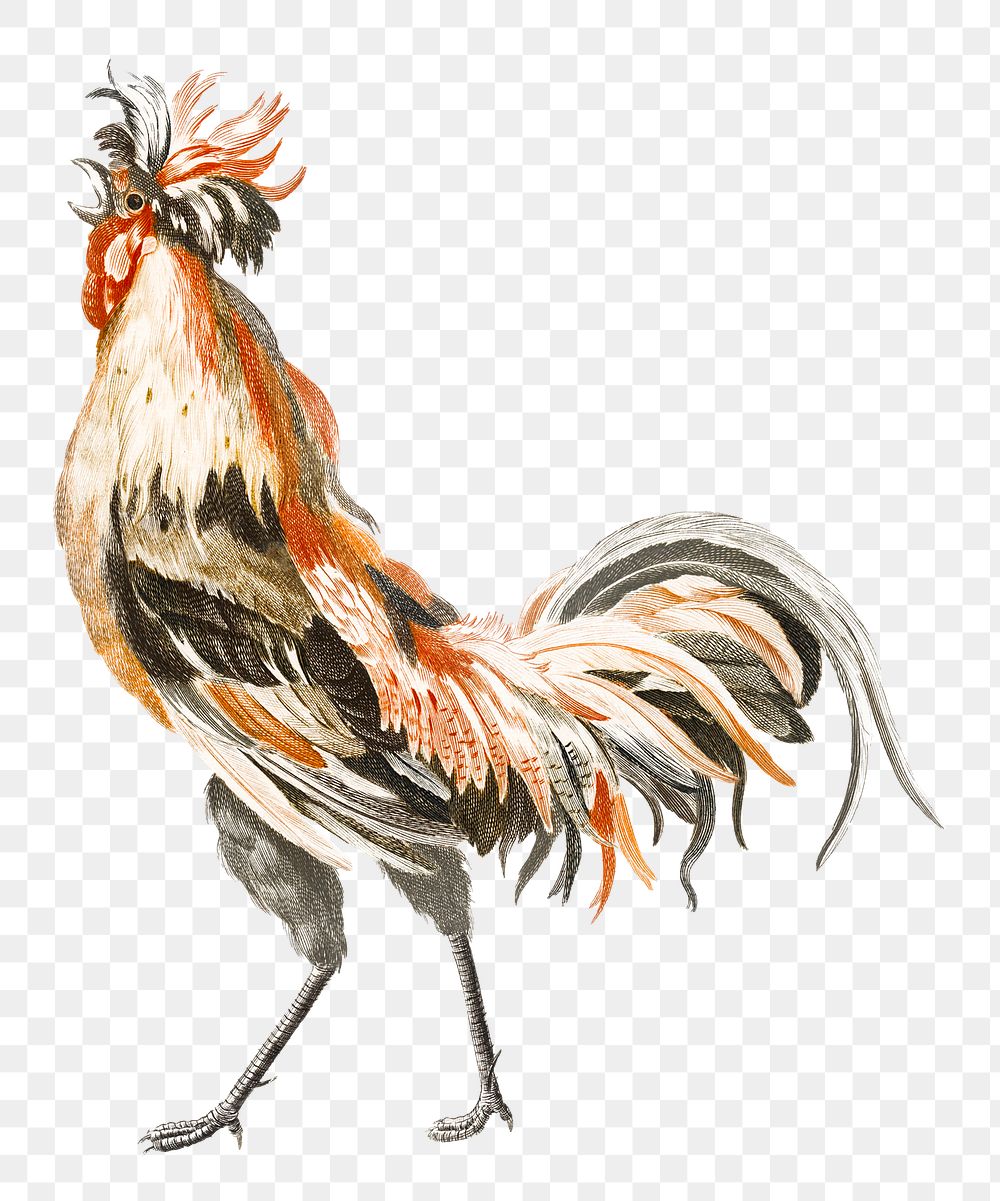 Vintage cock png chicken sticker hand drawn illustration