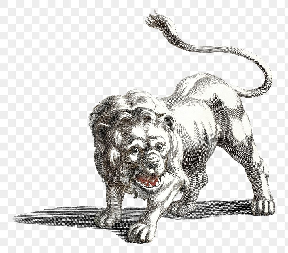 Png bw lion sticker wild animal illustration