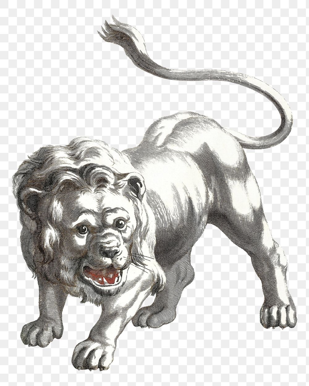 Lion png sticker bw wild animal illustration