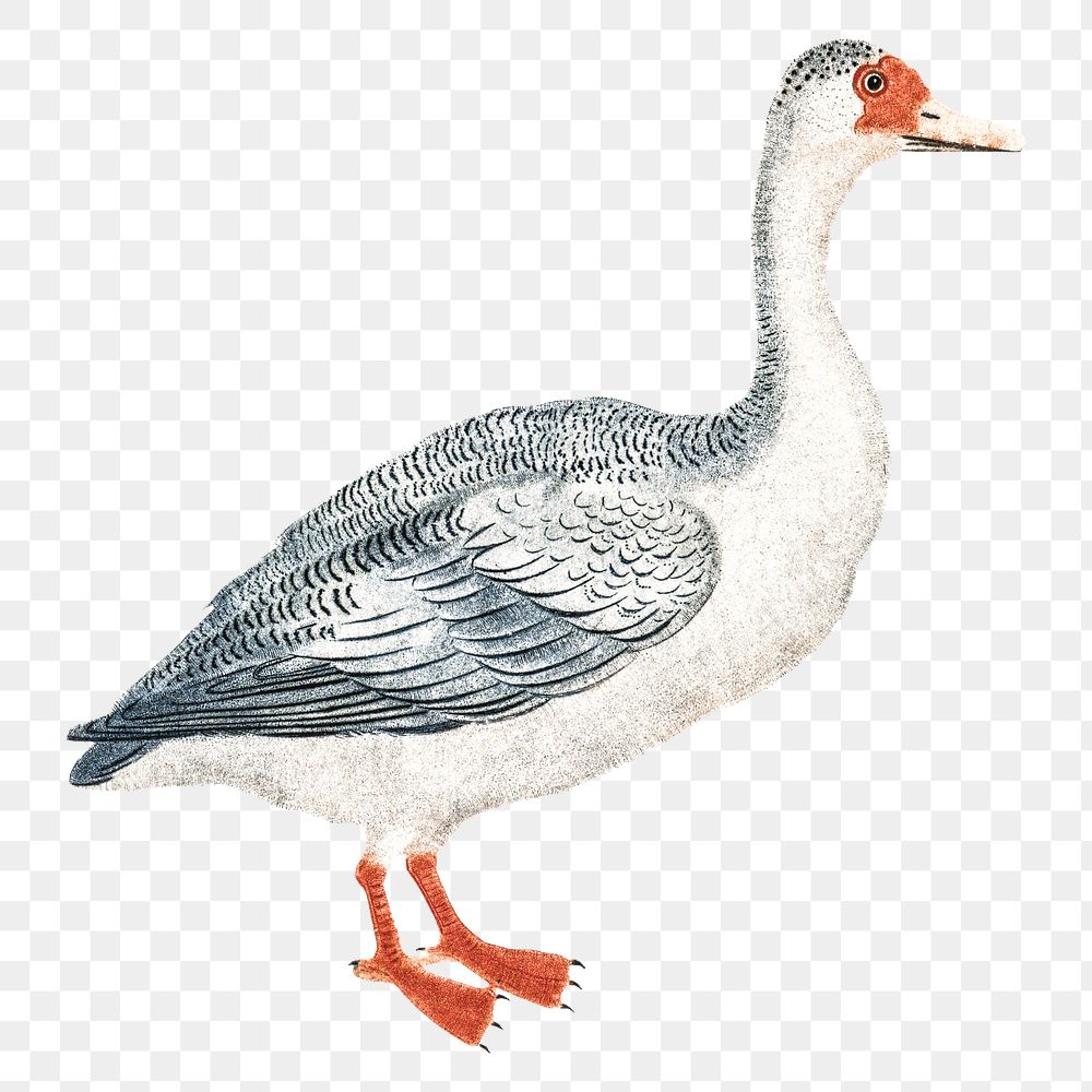 Vintage goose png bird sticker hand drawn illustration