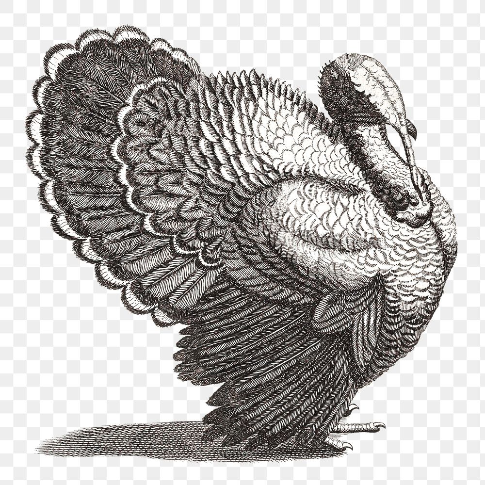 Bw turkey png bird sticker vintage illustration