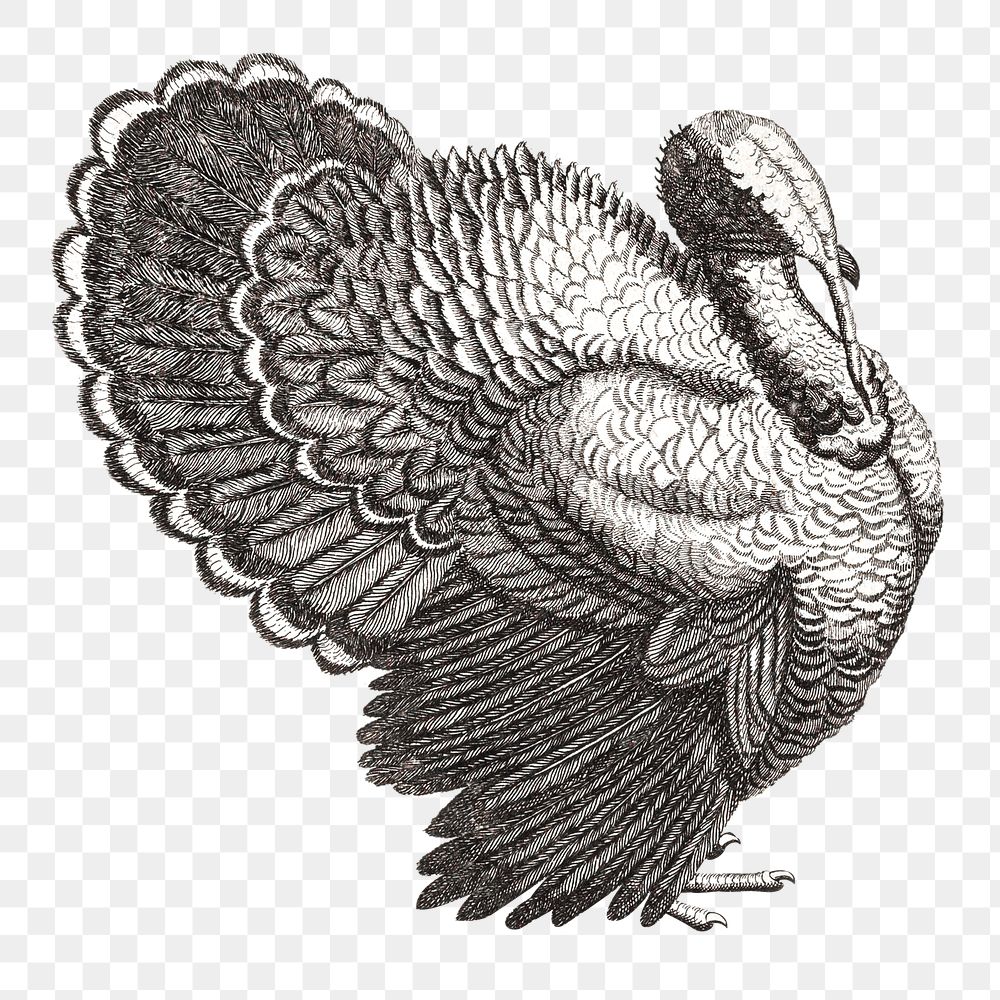 Vintage bw turkey png bird sticker hand drawn illustration