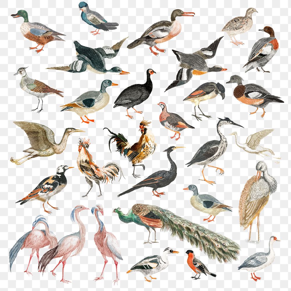 Hand drawn bird png sticker vintage illustration set