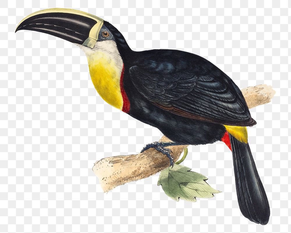 Toucan png animal art print, remixed from artworks by John Gould