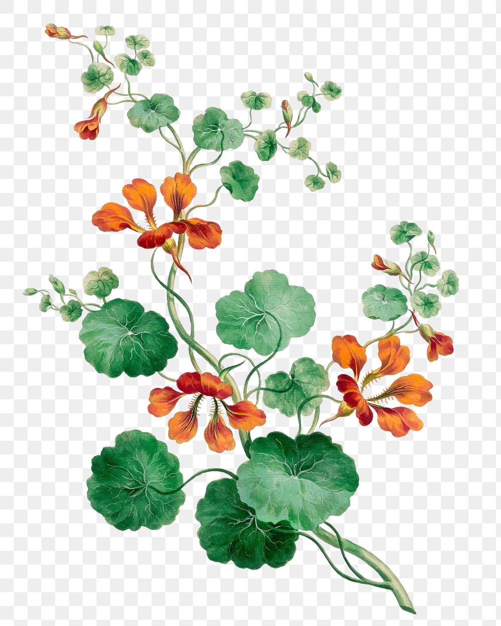 Nasturtium png floral design element, remixed from artworks by John Edwards