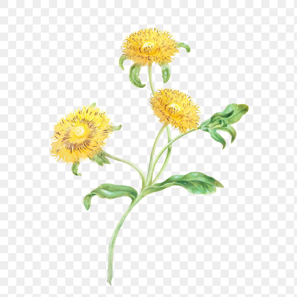 Three yellow flowers botanical illustration transparent png