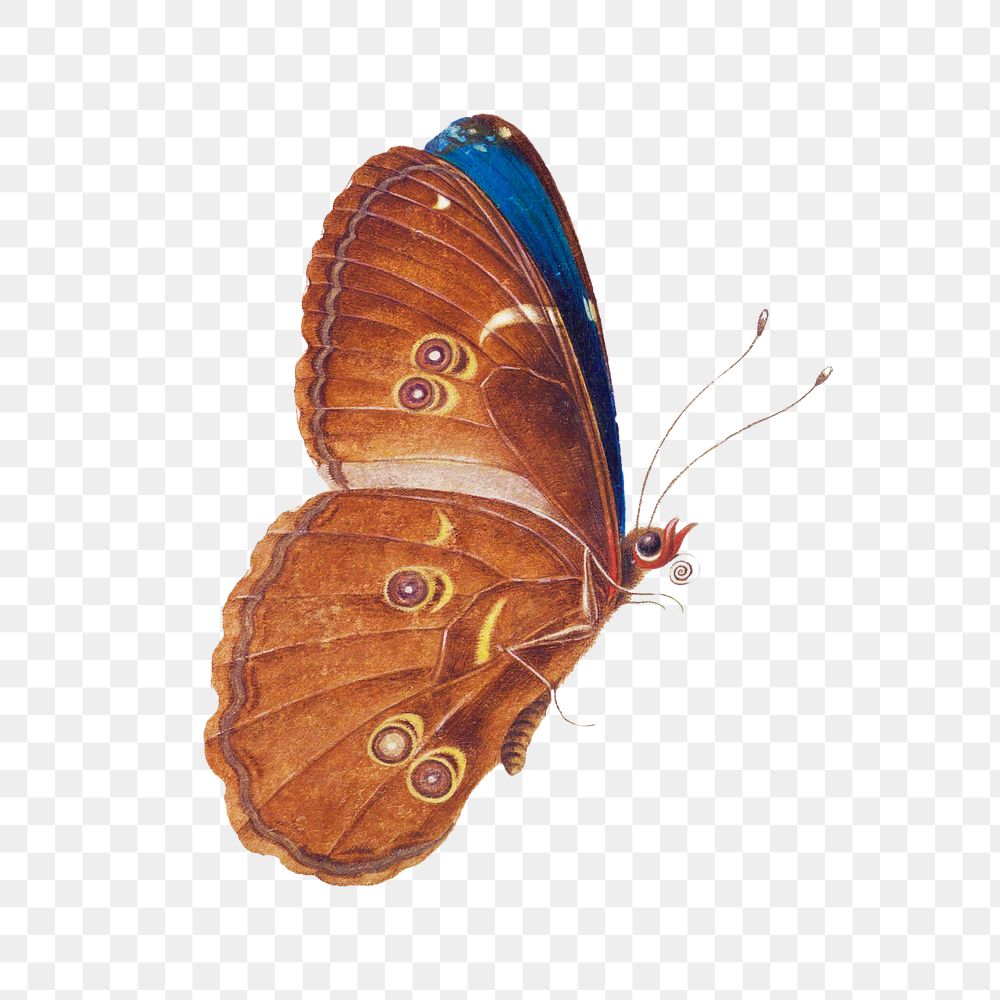 Brown butterfly vintage illustration transparent png