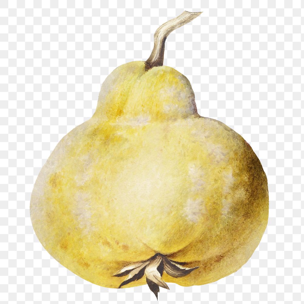 Ripe yellow pear design element