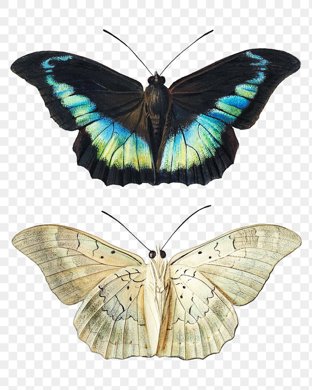 Vintage butterfly design element
