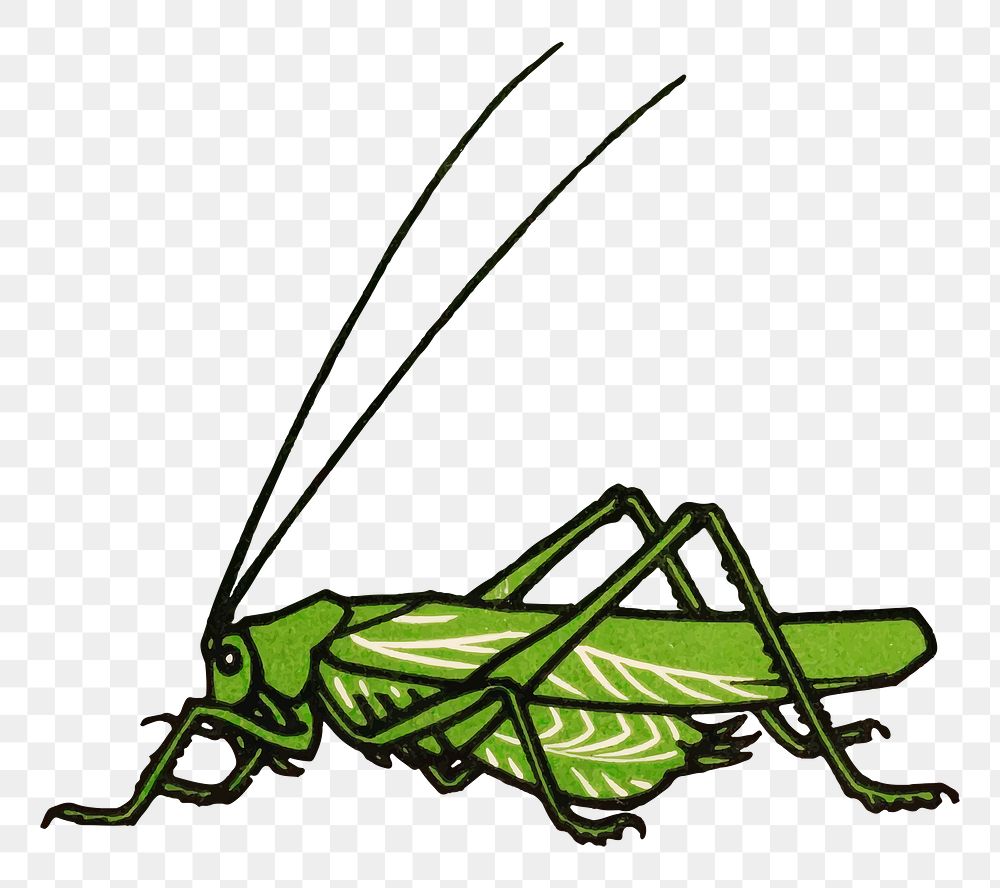 Vintage green grasshopper png sticker 