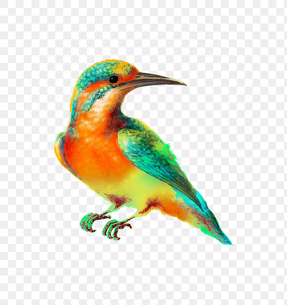 IJsvogel (Common Kingfisher) transparent png