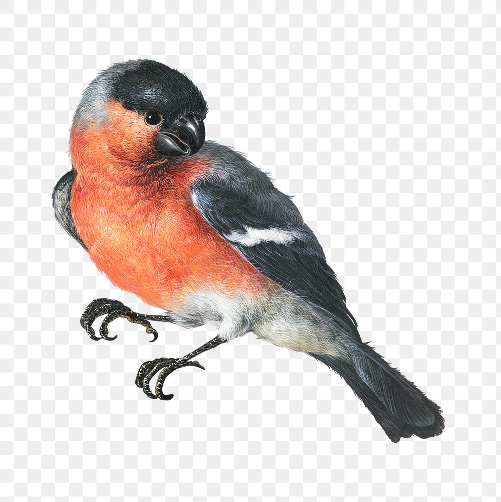 Goudvink (Eurasian Bullfinch) transparent png