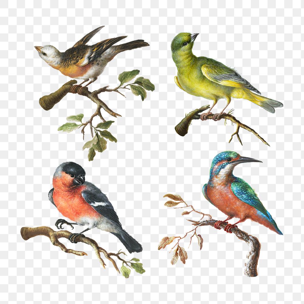 Vintage set of birds on branches transparent png