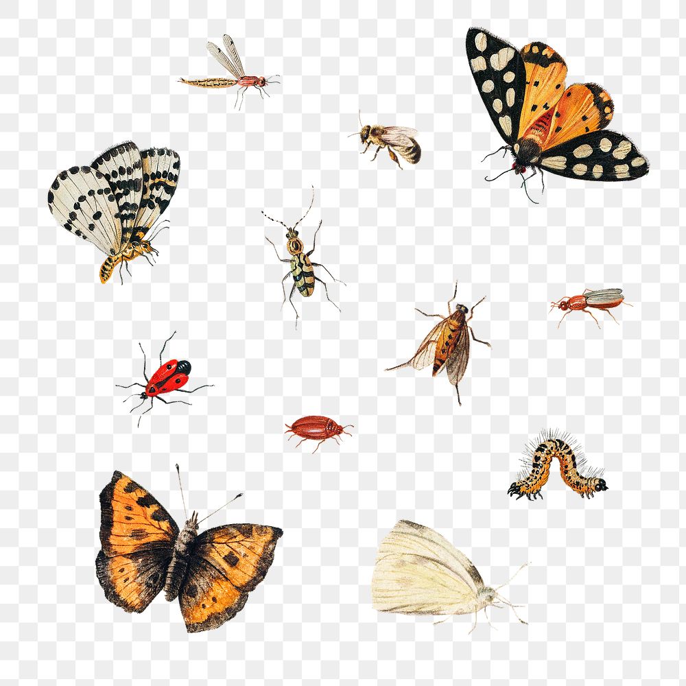 Vintage Butterfly and insect set illustration transparent png